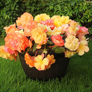 Begonia Amber Delight