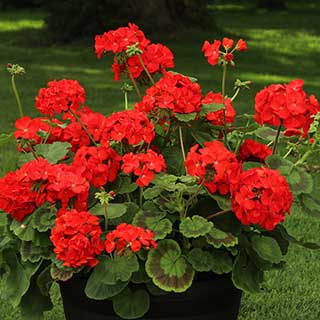Upright 'Zonal' Geranium