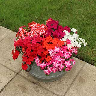 Busy Lizzie 'Beacon'