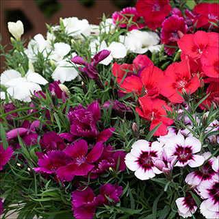 Dianthus 'Coronet Mix'