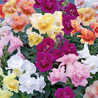 Antirrhinum 'Twinny' Mix