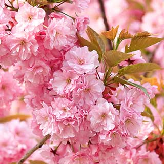 Flowering Cherry 'Kanzan'