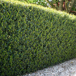 Ilex crenata 'Green Hedge' Japanese Holly