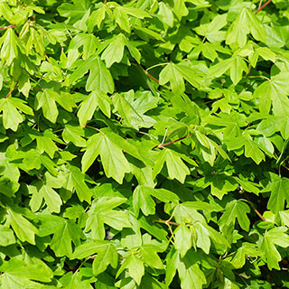 Field Maple Hedge 'Acer campestre' Pack of 10 Bare Roots 40/60cm