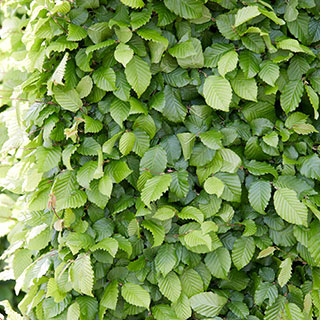 Hornbeam Hedge 'Carpinus betulus' Pack of 10 Bare Roots 60/90cm