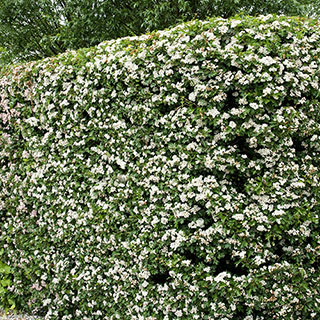Hawthorn Hedge 'Crataegus monogyna' Pack of 10 Bare Roots 90/120cm