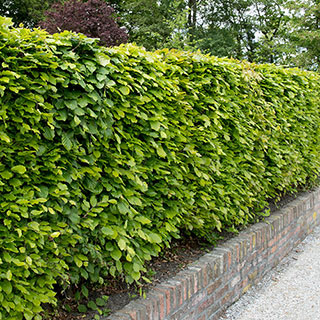 Common Beech Hedge 'Fagus sylvatica' Pack of 10 Bare Roots 60/90cm