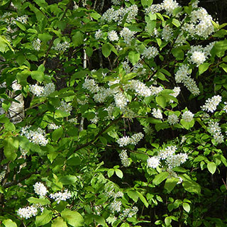 Bird Cherry Hedge 'Prunus padus' Pack of 10 Bare Roots 90/120cm