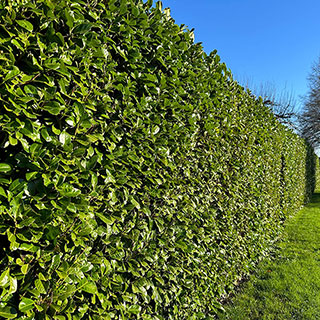 Cherry Laurel Hedge 'Prunus laurocerasus' Pack of 10 Bare Roots 40/60cm