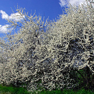 Blackthorn Hedge 'Prunus spinosa' Pack of 10 Bare Roots 90/120cm