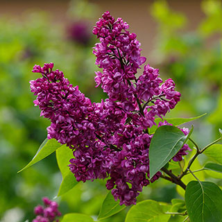 Fragrant Lilac 'Charles Joly'
