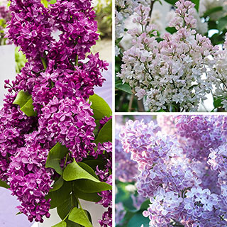 Fragrant French Lilac Collection