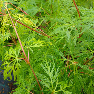 Acer palmatum 'Emerald Lace'