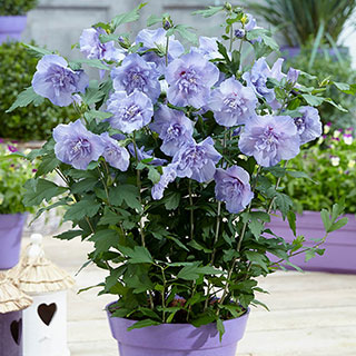 Hibiscus 'Blue Chiffon'