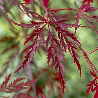 Acer palmatum 'Garnet'