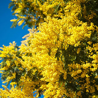 Flowering Mimosa Bush