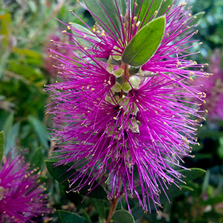 Callistemon viminalis 'Hot Pink'