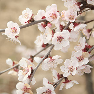 Mini-Standard Japanese Blossom Cherry Prunus Kojo-No-Mai