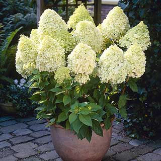 Hydrangea paniculata 'Limelight'