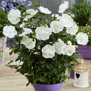 Hibiscus Syriacus 'White Chiffon'