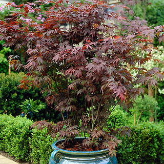 Acer palmatum 'Atropurpureum'