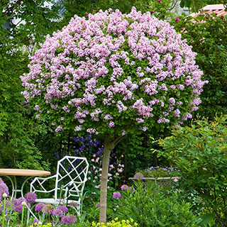 Lilac Syringa Palibin Standard
