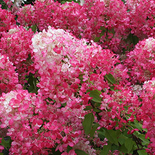 Hydrangea paniculata Diamant Rouge
