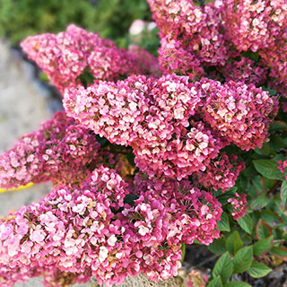 Hydrangea paniculata Sundae Fraise