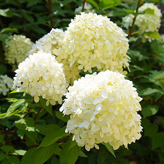 Hydrangea paniculata 'Silver Dollar'