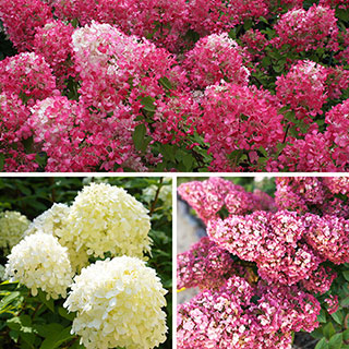 Hydrangea paniculata Collection