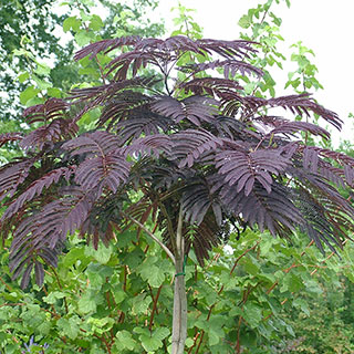 'Summer Chocolate' Purple Silk Tree