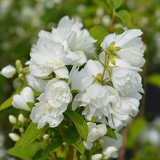 Mock Orange Philadelphus 'Virginal'