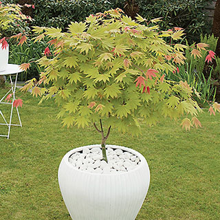 Acer shirasawanum 'Moonrise'