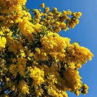 Flowering Mimosa Bush