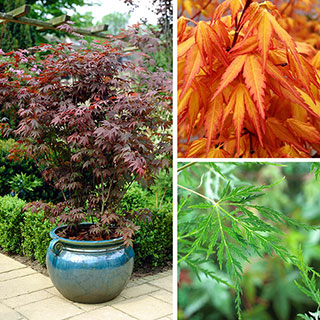 Acer palmatum Japanese Maples Set of 3