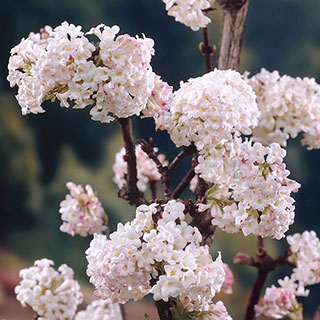 Viburnum bodnantense 'Charles Lamont'