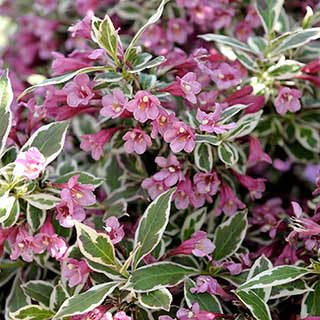 Weigela florida 'Monet'