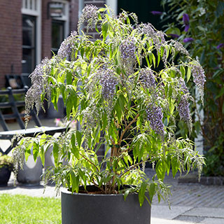 Buddleia davidii 'Wisteria Lane'
