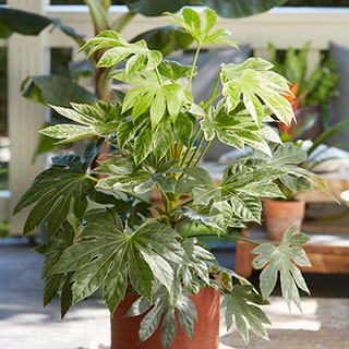 Fatsia japonica 'Spider's Web'