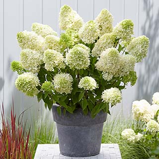 Hydrangea 'Skyfall'