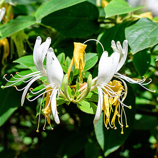Honeysuckle Lonicera 'Honey Baby'