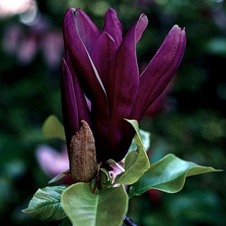 Magnolia 'Genie'