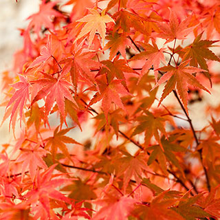 Acer palmatum 'Phoenix'