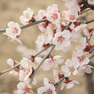 Japanese Blossom Cherry Prunus Kojo-No-Mai