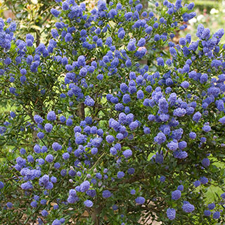 Ceanothus thyrsiflorus var. repens 'Californian Lilac'