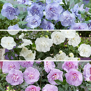 Hardy Hibiscus 'Chiffon' Collection