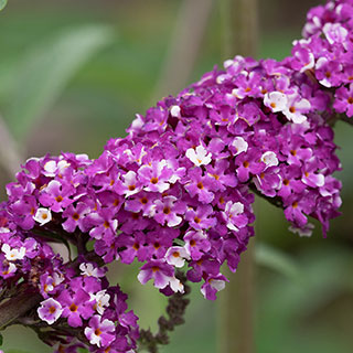Buddleia 'Berries and Cream'