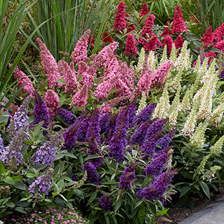Buddleia davidii 'Butterfly Candy' Collection