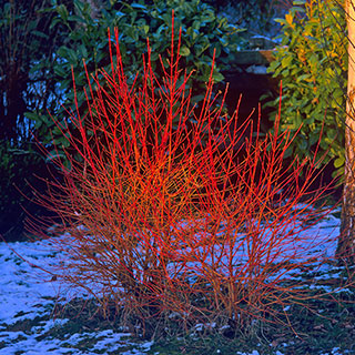 Cornus sanguinea 'Midwinter Fire' 9cm x 3