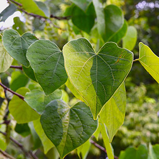Cercis canandensis 'Forest Pansy'